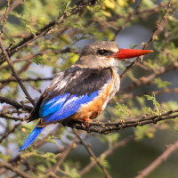 Grey-headed Kingfisher